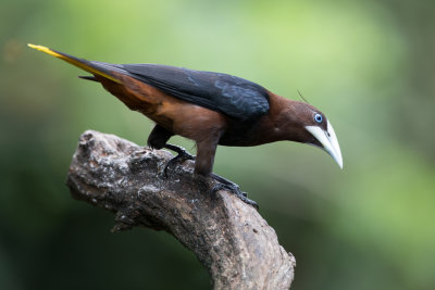 Chestnut-headed Oropendola - Waglers Oropendola - Cassique à tête brune