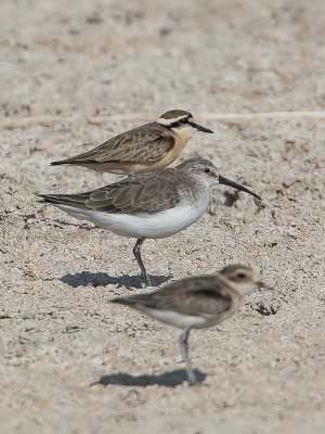 Curlew Sandpiper - Krombekstrandloper - Bcasseau cocorli