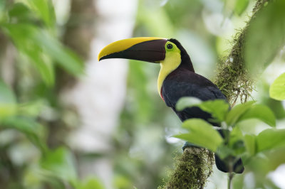 Yellow-throated Toucan - Zwartsnaveltoekan - Toucan tocard