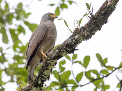 Roadside Hawk - Wegbuizerd - Buse à gros bec