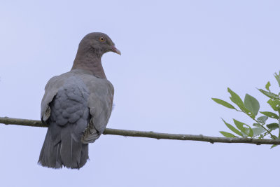 Red-billed Pigeon - Roodsnavelduif - Pigeon à bec rouge