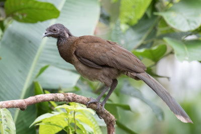Grey-headed Chachalaca - Grijskopchachalaca - Ortalide à tête grise