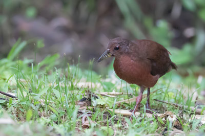 Uniform Crake - Effen Bosral - Râle concolore