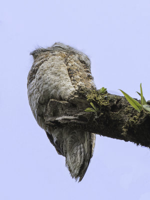 Great Potoo - Vale Reuzennachtzwaluw - Grand Ibijau