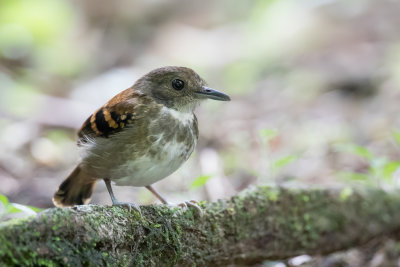 Spotted Antbird - Vlekborstmiervogel - Fourmilier grivelé (f)