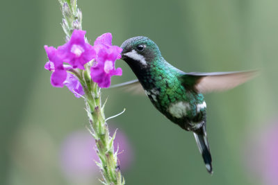 Green Thorntail - Groene Draadkolibrie - Coquette à queue fine (f)