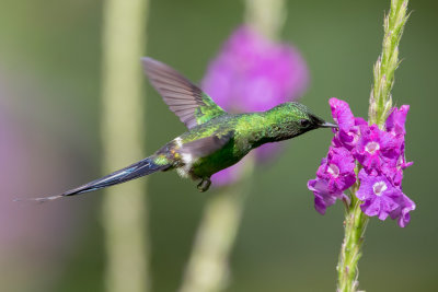 Green Thorntail - Groene Draadkolibrie - Coquette à queue fine (m)