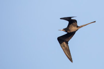 Magnificent Frigatebird - Amerikaanse Fregatvogel - Frégate superbe