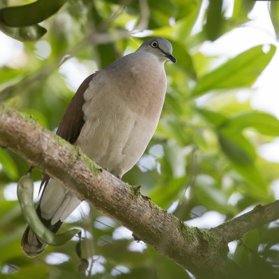 Grey-headed Dove - Grijskopduif - Colombe  calotte grise