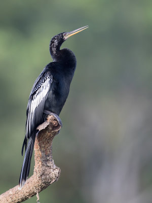 Anhinga - Amerikaanse Slangenhalsvogel - Anhinga d'Amérique (m)