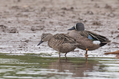 Blue-winged Teal - Blauwvleugeltaling - Sarcelle à ailes bleues (m+f)
