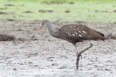 Limpkin - Koerlan - Courlan brun