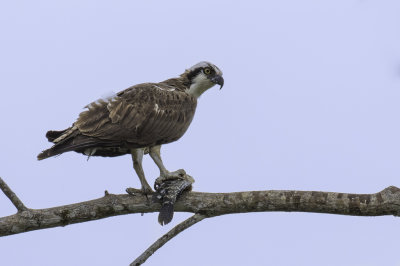 Osprey - Visarend - Balbuzard pêcheur