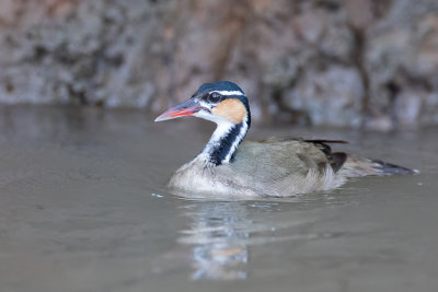 Sungrebe - Kleine Fuutkoet - Grébifoulque d'Amérique