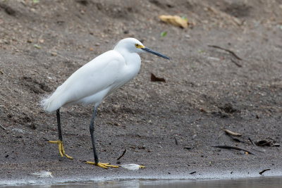 Snowy Egret - Amerikaanse Kleine Zilverreiger - Aigrette neigeuse