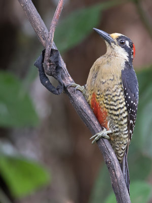 Black-cheeked Woodpecker - Zwartwangspecht - Pic de Pucheran (f)