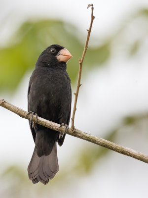 Nicaraguan Seed Finch - Nicaraguaanse Zaadkraker - Sporophile de Nutting