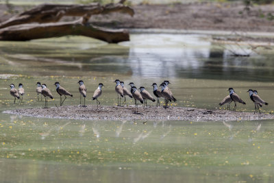Spur-winged Lapwing - Sporenkievit - Vanneau à éperons