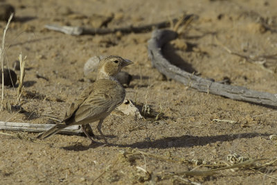 Black-crowned Sparrow-Lark - Zwartkruinvinkleeuwerik - Moinelette  front blanc (f)