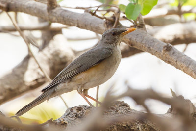 African Thrush - Pelioslijster - Merle africain