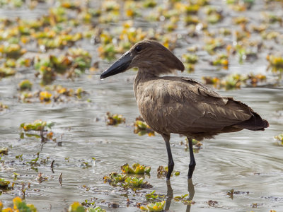 Hamerkop - Hamerkop - Ombrette africaine