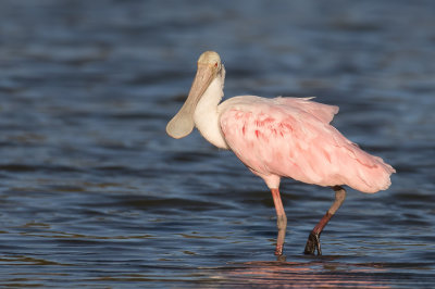 Roseate Spoonbill - Rode Lepelaar - Spatule rosée