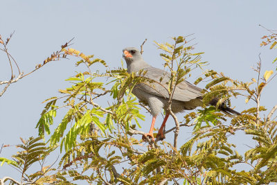 Dark Chanting Goshawk - Donkere Zanghavik - Autour sombre