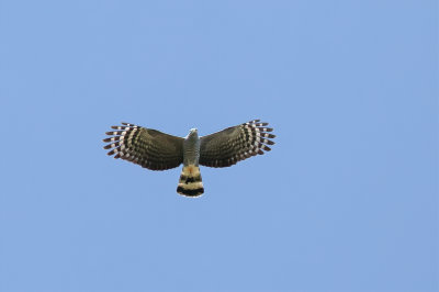 Hook-billed Kite - Langsnavelwouw - Milan bec-en-croc