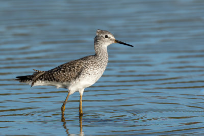 Lesser Yellowlegs - Kleine Geelpootruiter - Petit Chevalier