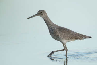 Willet - Willet - Chevalier semipalmé