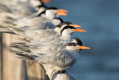 Royal Tern - Amerikaanse Koningsstern - Sterne royale