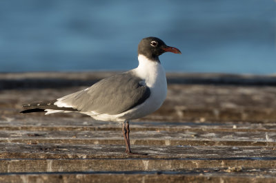 Laughing Gull - Lachmeeuw - Mouette atricille
