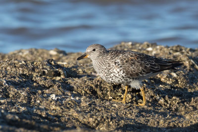 Surfbird - Surfbird - Bécasseau du ressac