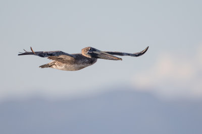Brown Pelican - Bruine Pelikaan - Pélican brun