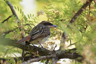 Streaked Flycatcher - Gestreepte Tiran - Tyran audacieux
