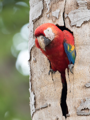 Scarlet Macaw - Geelvleugelara - Ara rouge