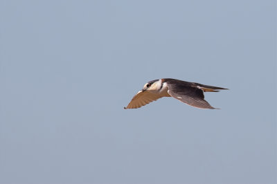 Pearl Kite - Parelwouw - Élanion perle