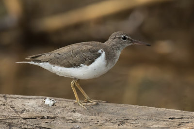 Spotted Sandpiper - Amerikaanse Oeverloper - Chevalier grivelé