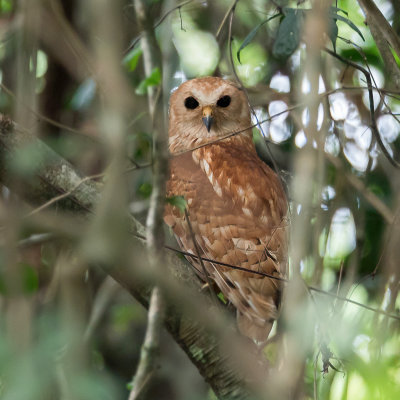 Rufous Fishing Owl - Rosse Visuil - Chouette-pcheuse rousse