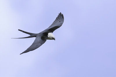 Swallow-tailed Kite - Zwaluwstaartwouw - Milan à queue fourchue