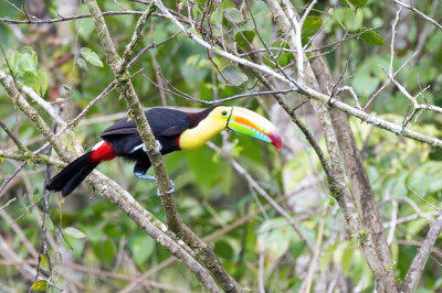 Keel-billed Toucan - Zwavelborsttoekan - Toucan à carène