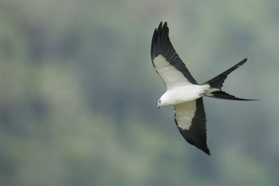 Swallow-tailed Kite - Zwaluwstaartwouw - Milan à queue fourchue