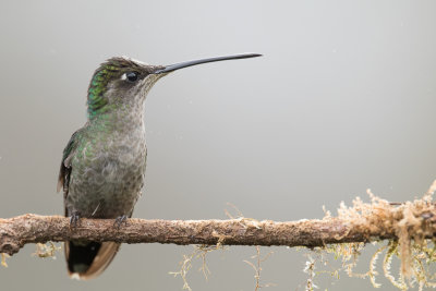 Talamanca Hummingbird - Lawrence' Kolibrie - Colibri admirable