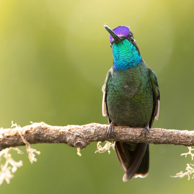 Talamanca Hummingbird - Lawrence' Kolibrie - Colibri admirable (m)