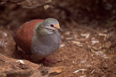 Buff-fronted Quail-Dove - Costaricaanse Kwartelduif - Colombe du Costa Rica