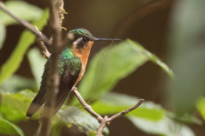 Purple-throated Mountaingem - Purperkeeljuweelkolibrie - Colibri à gorge pourprée (f)