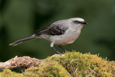 Tropical Mockingbird - Tropische Spotlijster - Moqueur des savanes