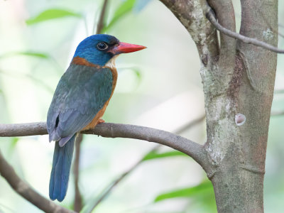 Green-backed Kingfisher - Blauwkopbosijsvogel - Martin-chasseur moine (m)