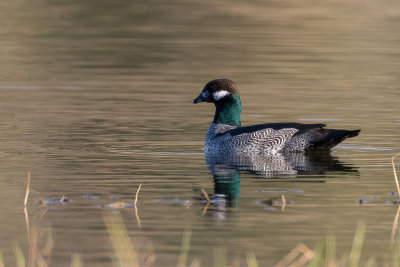 Green Pygmy Goose - Groene Dwergeend - Anserelle élégante (m)