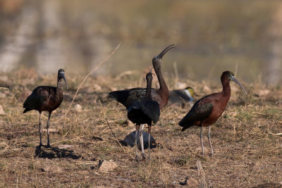 Glossy Ibis - Zwarte Ibis - Ibis falcinelle
